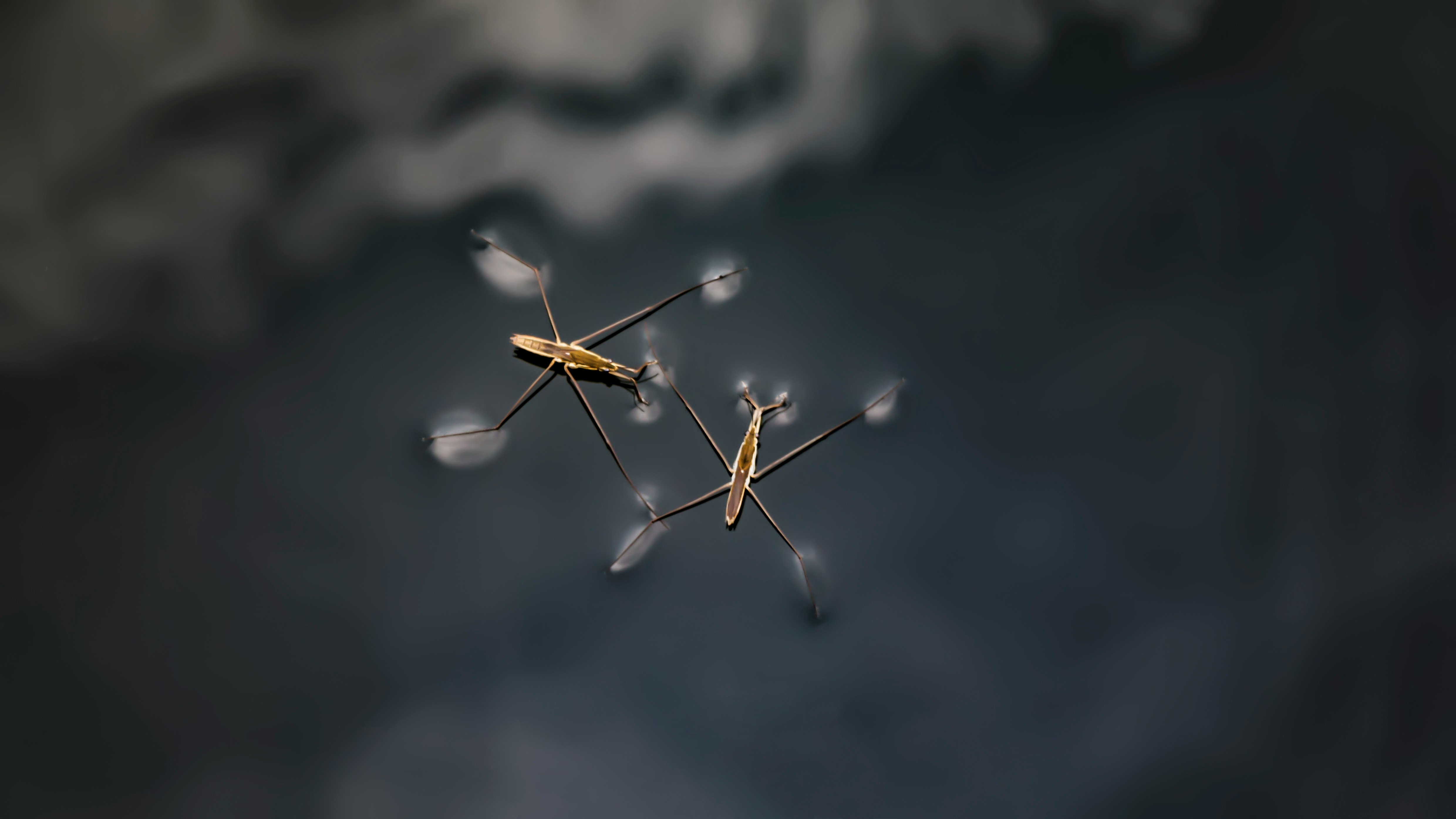 selective focus photography of two insects on body of water