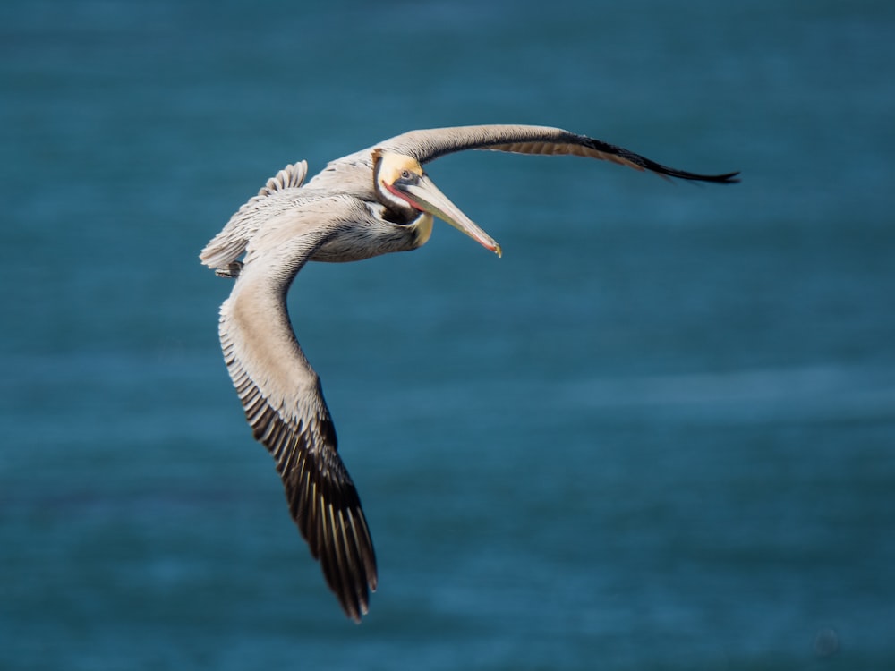 shallow focus photography of flying bird