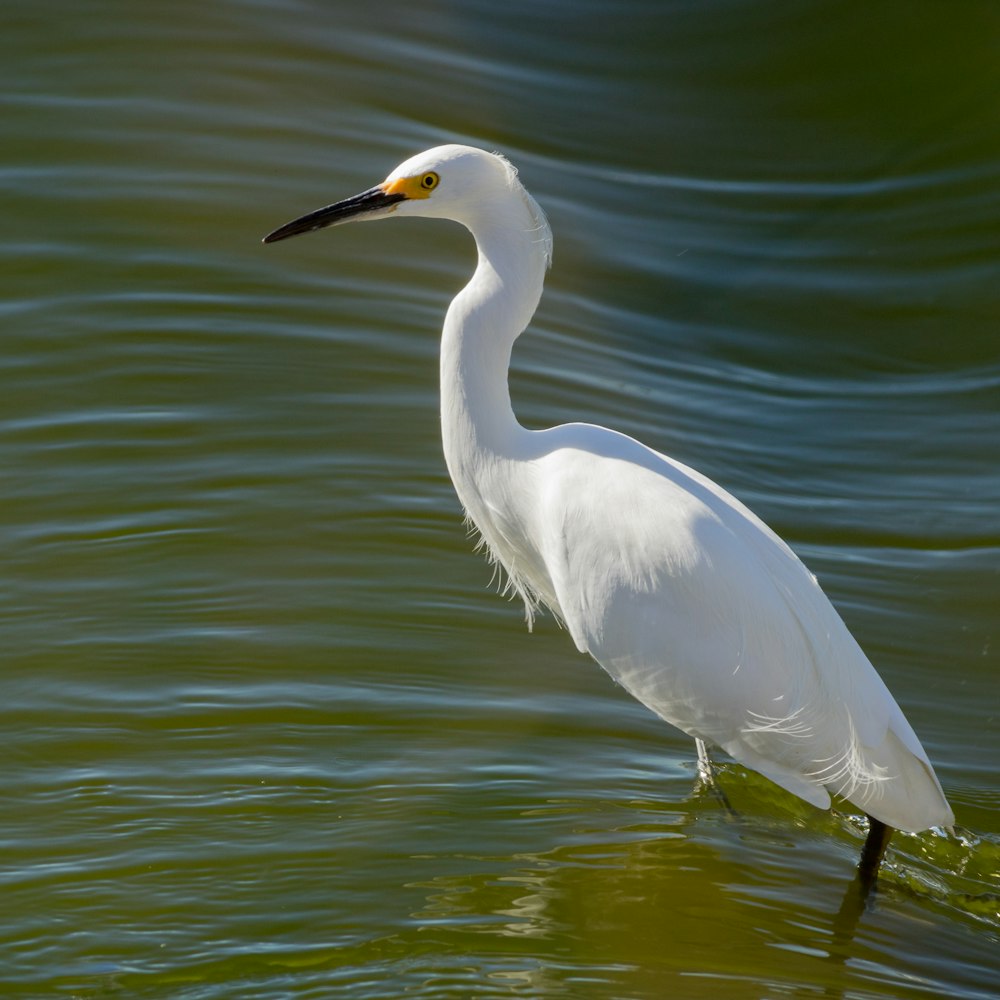 long-beaked white bird on body of water