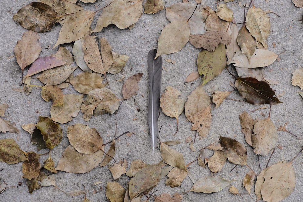 feather surrounded by leaves