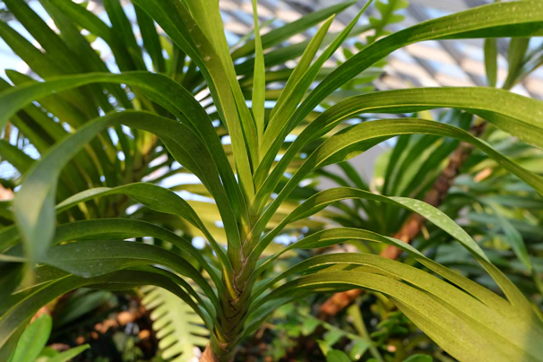 Lush areca palm plantation bathed in soft morning light, showcasing vibrant green leaves.