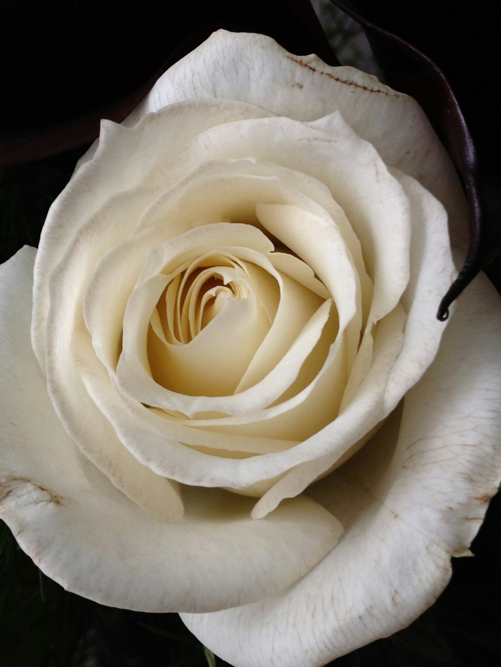 photo of white rose flower