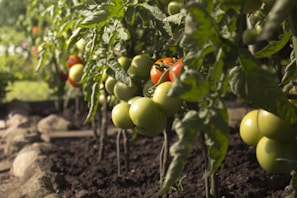 Sunlit vegetable beds in various stages of growth, showing rows of tomatoes, basil, and marigolds.