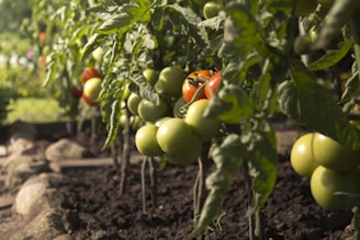 Sunlit vegetable beds in various stages of growth, showing rows of tomatoes, basil, and marigolds.