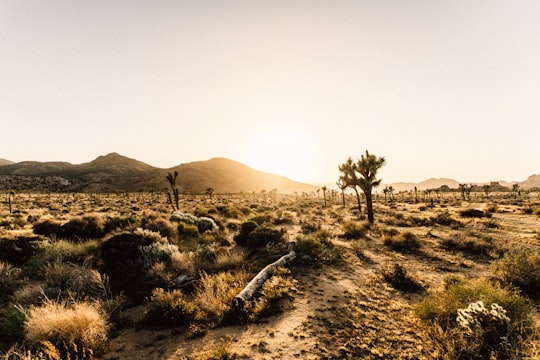 brown and black trees near mountain under white sky at golden hour in Joshua Tree National Park United States