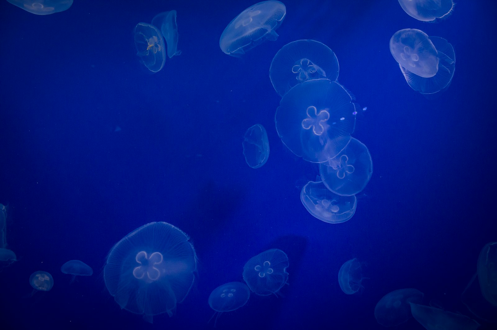 Canon EOS 60D + Canon EF-S 18-55mm F3.5-5.6 III sample photo. Jellyfish underwater photography
