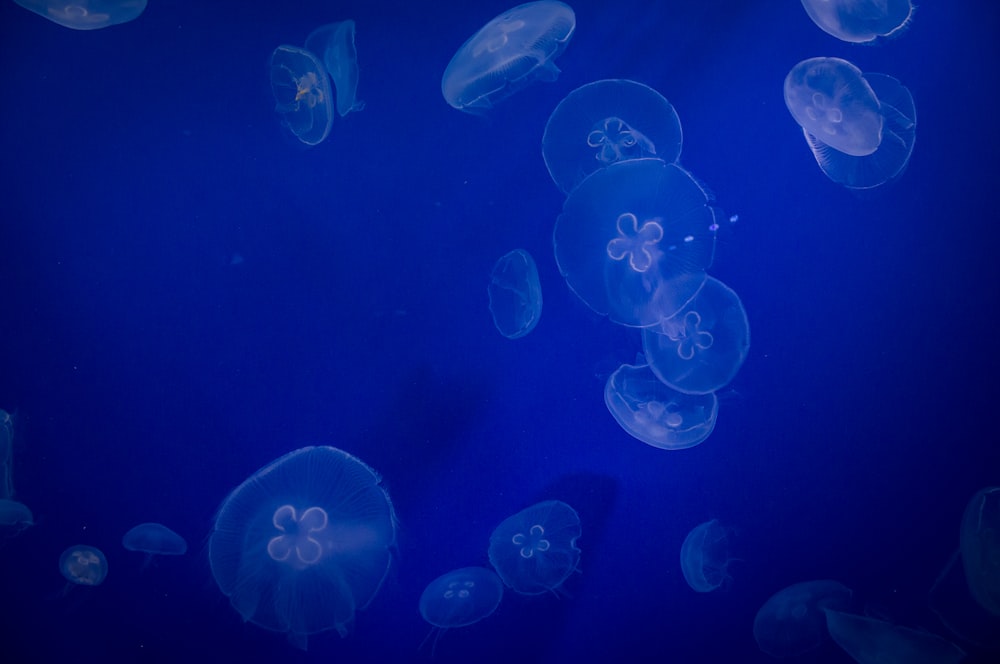 jellyfish underwater