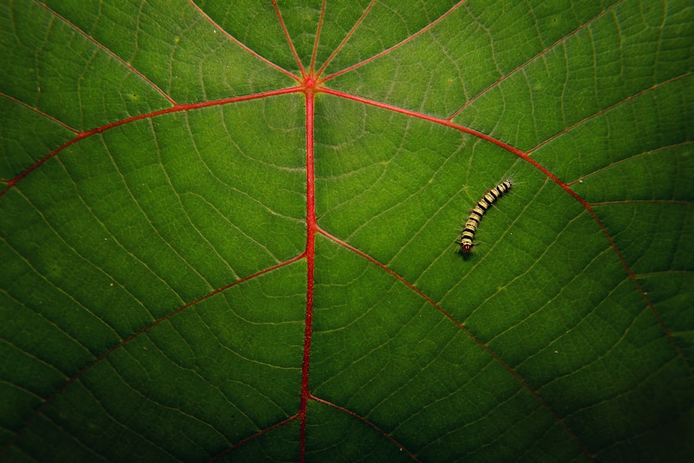 brown worm on green leaf