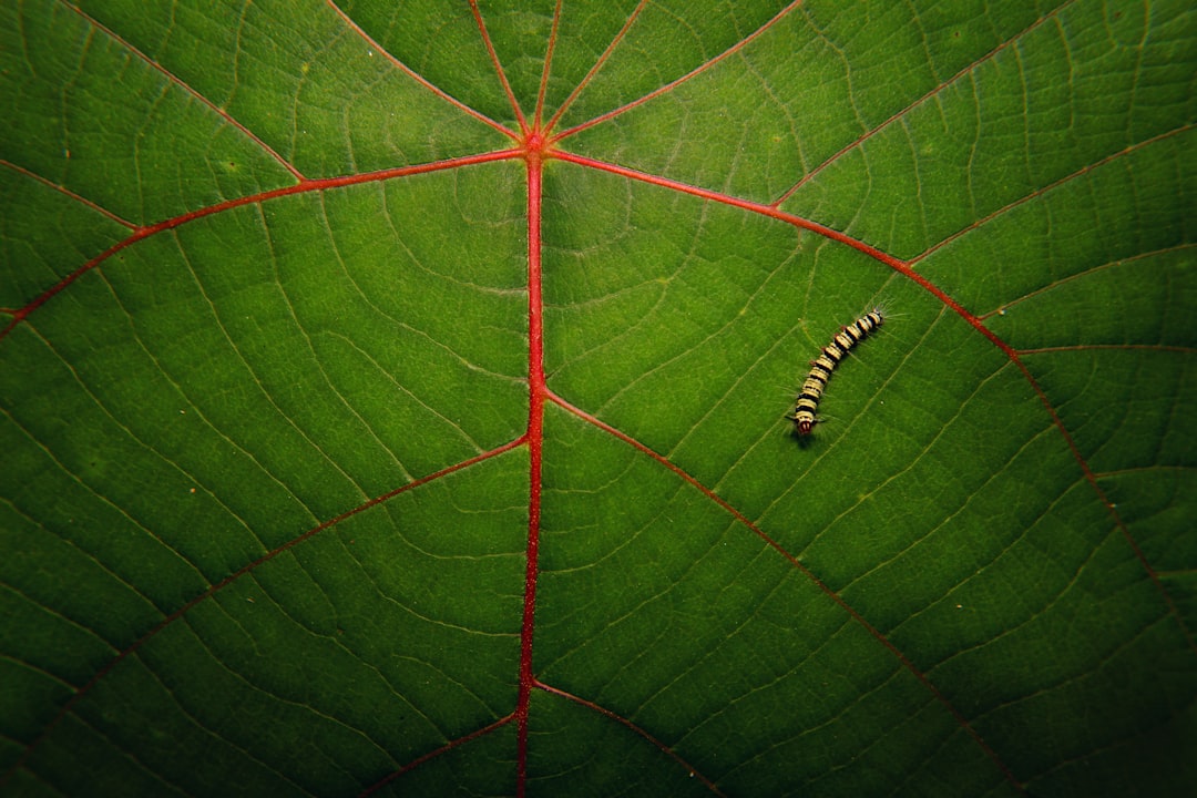 brown worm on green leaf