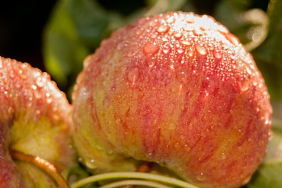 Close-up of crisp green apples glistening with morning dew.