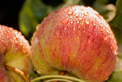Close-up of ripe, dew-kissed apples ready for quality inspection.