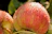 Close-up of bright red apples freshly picked with morning dew on leaves.