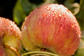 Close-up of freshly picked apples glistening with morning dew.