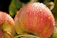 Close-up of bright red apples freshly picked with morning dew on leaves.