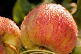 Close-up view of a ripe apple covered in morning dew, with glistening droplets on its surface. The apple has a gradient of colors ranging from red to yellow, and it sits among green leaves with a soft focus in the background.