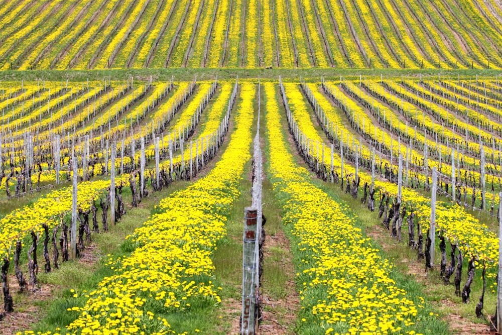 photo of yellow meadow during daytime