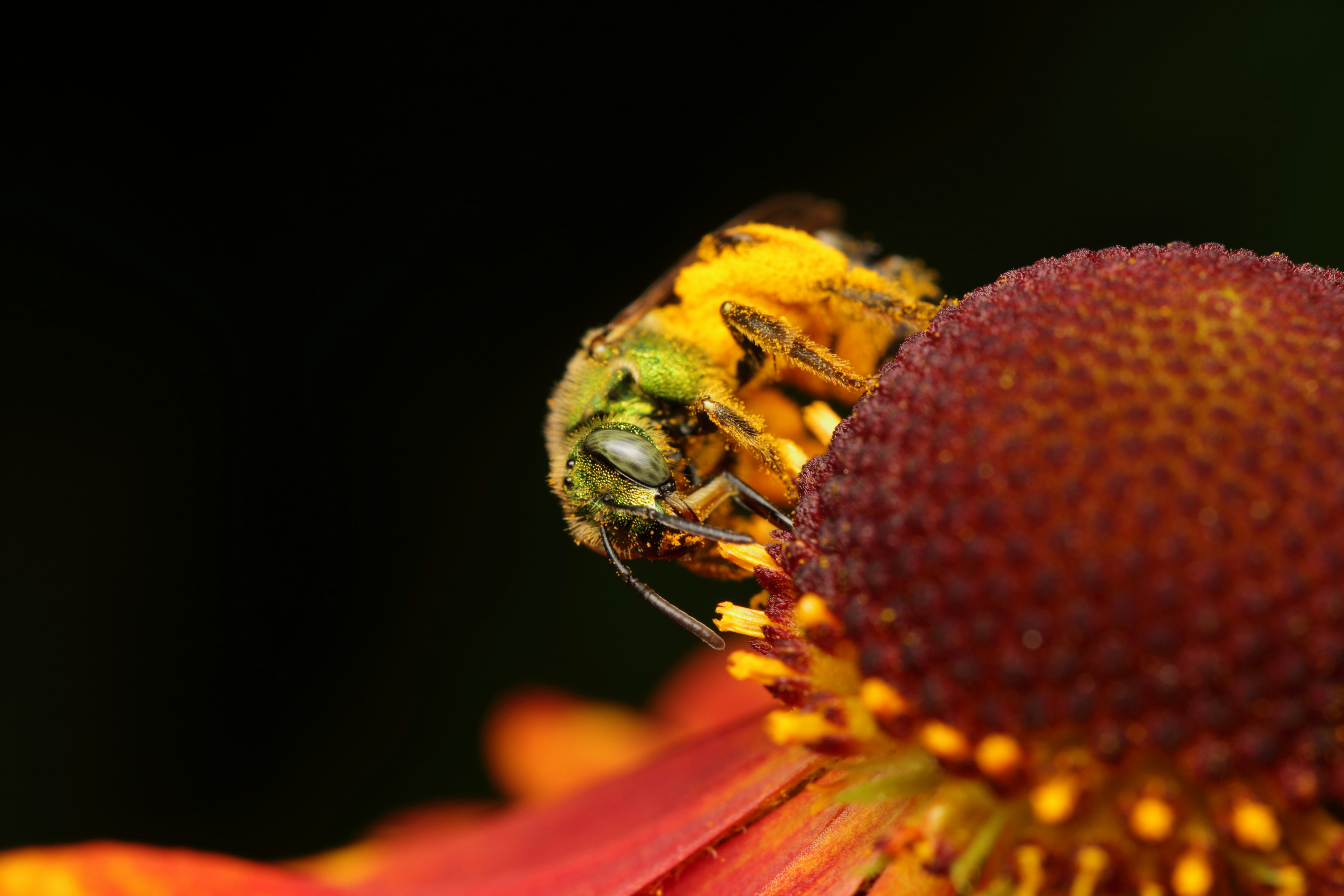 Bee exploring a flower in the garden