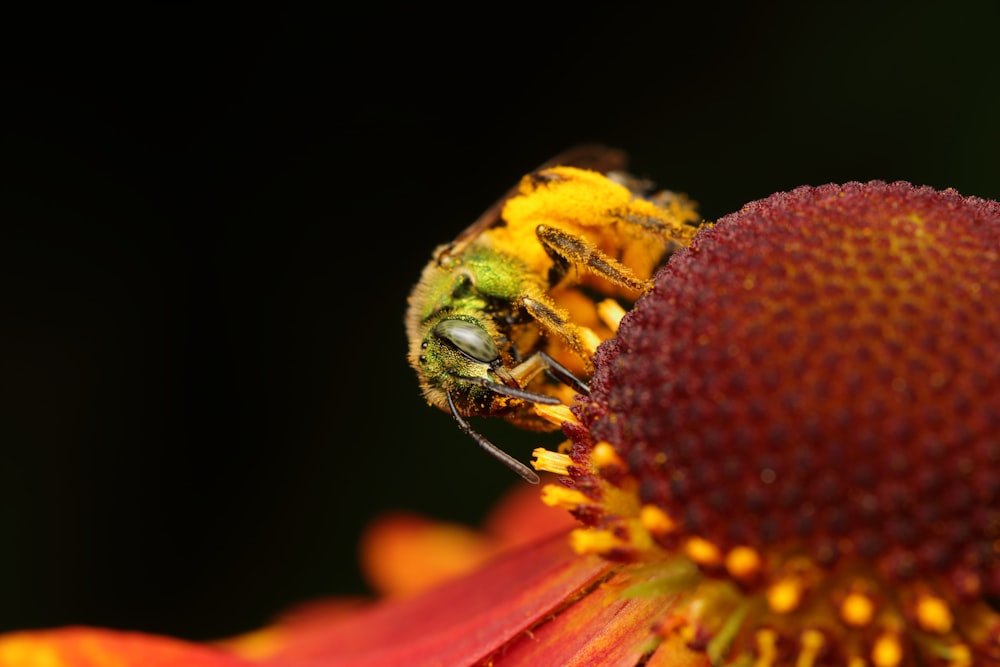 Makrofoto einer mit Pollen bedeckten Biene auf roter Blume