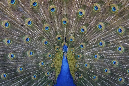 close up photography of blue peacock painting