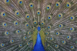 close up photography of blue peacock painting