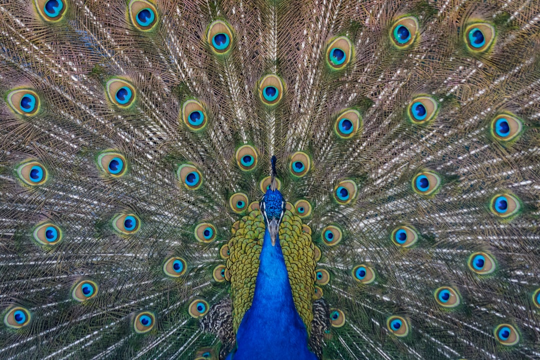  close up photography of blue peacock painting peacock