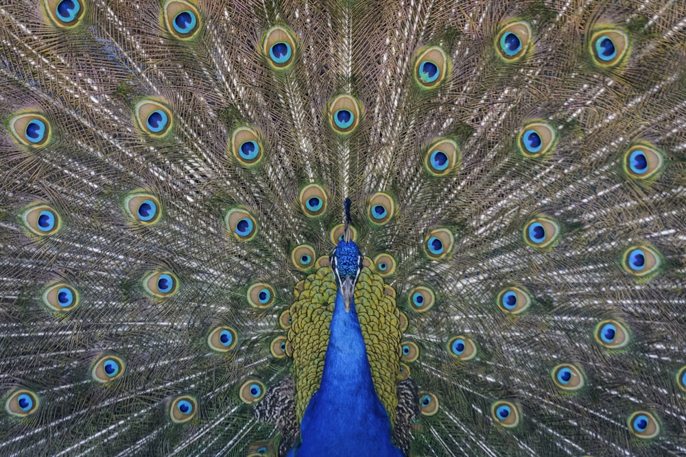 Fotografía de primer plano de la pintura del pavo real azul