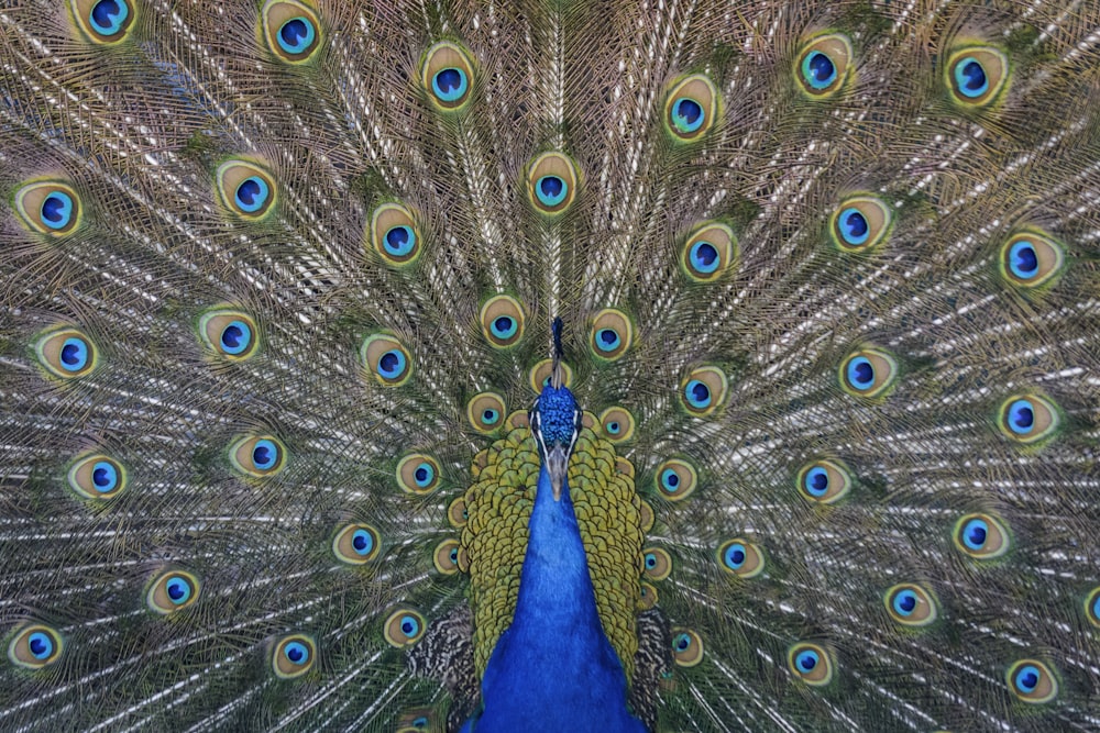 fotografia ravvicinata di pittura di un pavone blu