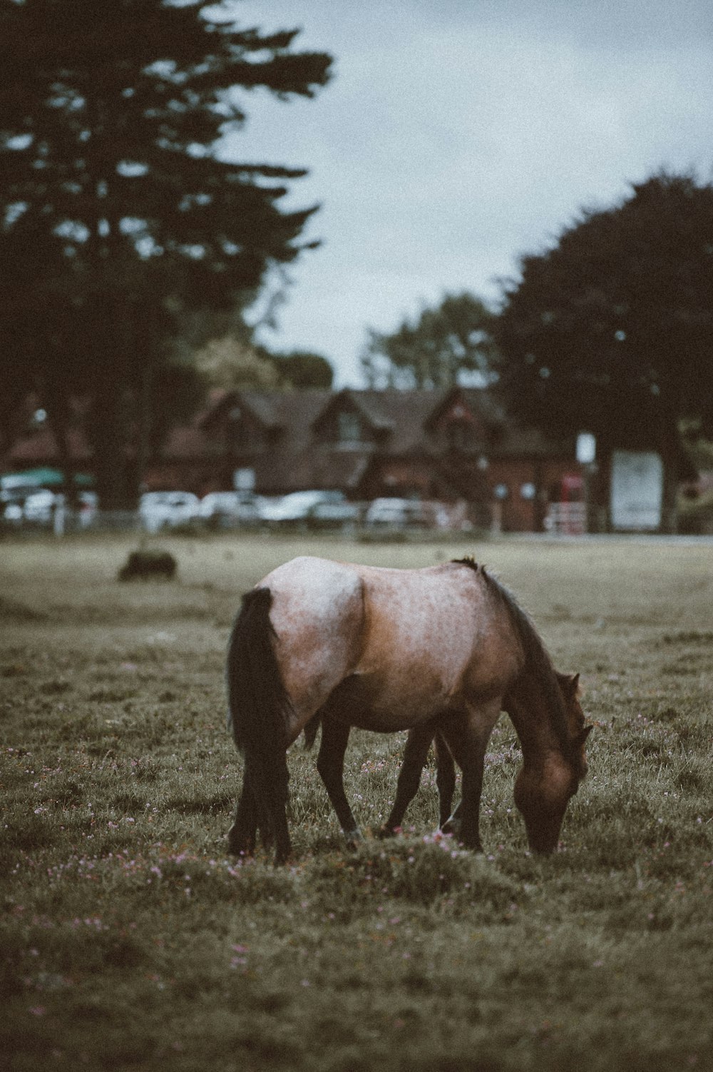 cheval mangeant de l’herbe