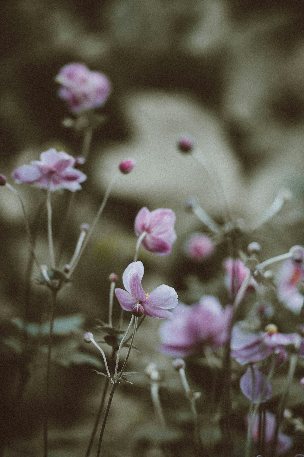 Fotografía de enfoque selectivo de flores de pétalos púrpuras