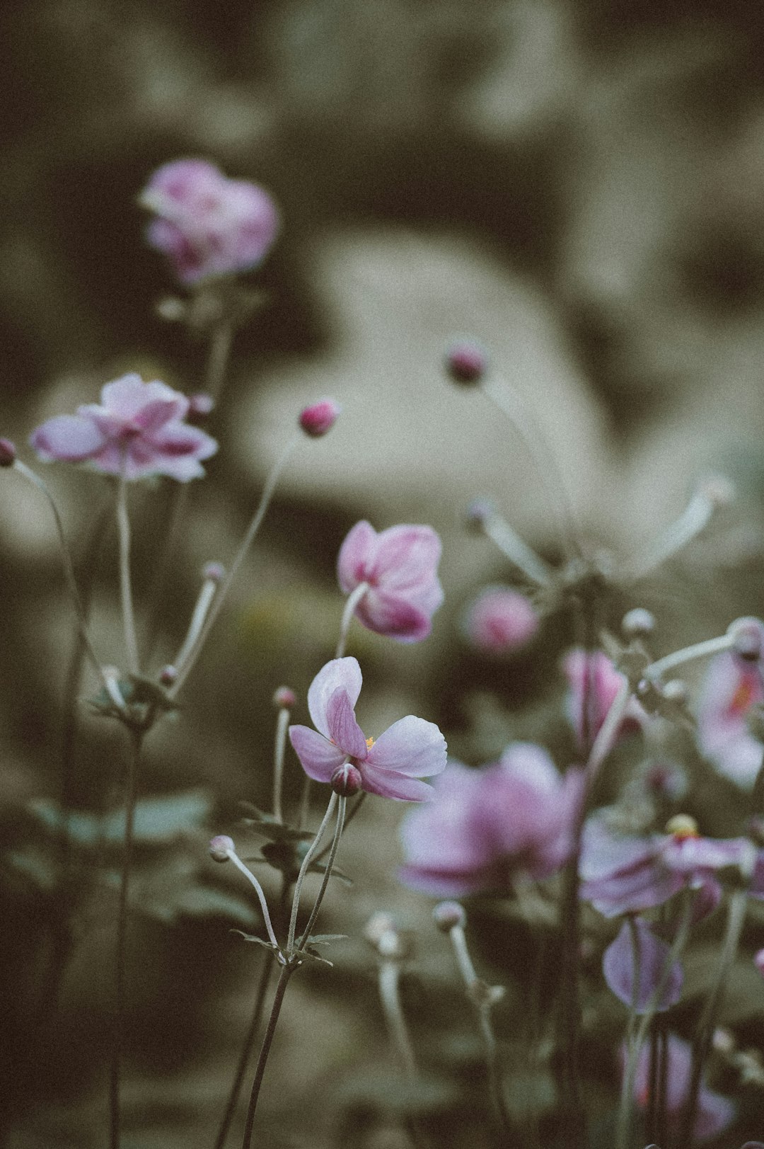 selective focus photography of purple petaled flowers