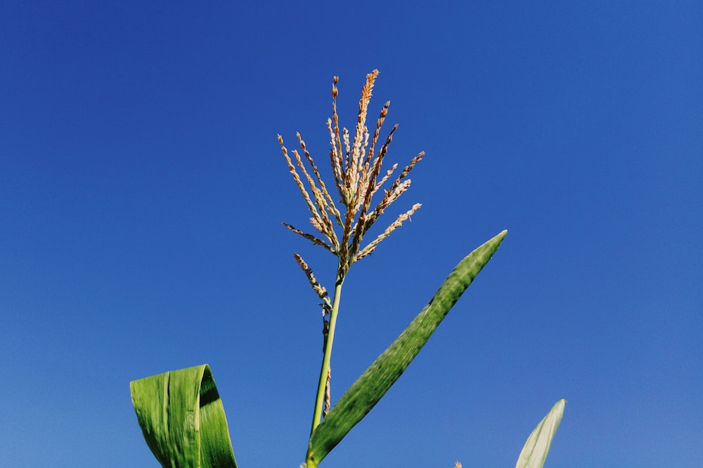 corn plant under blue skies