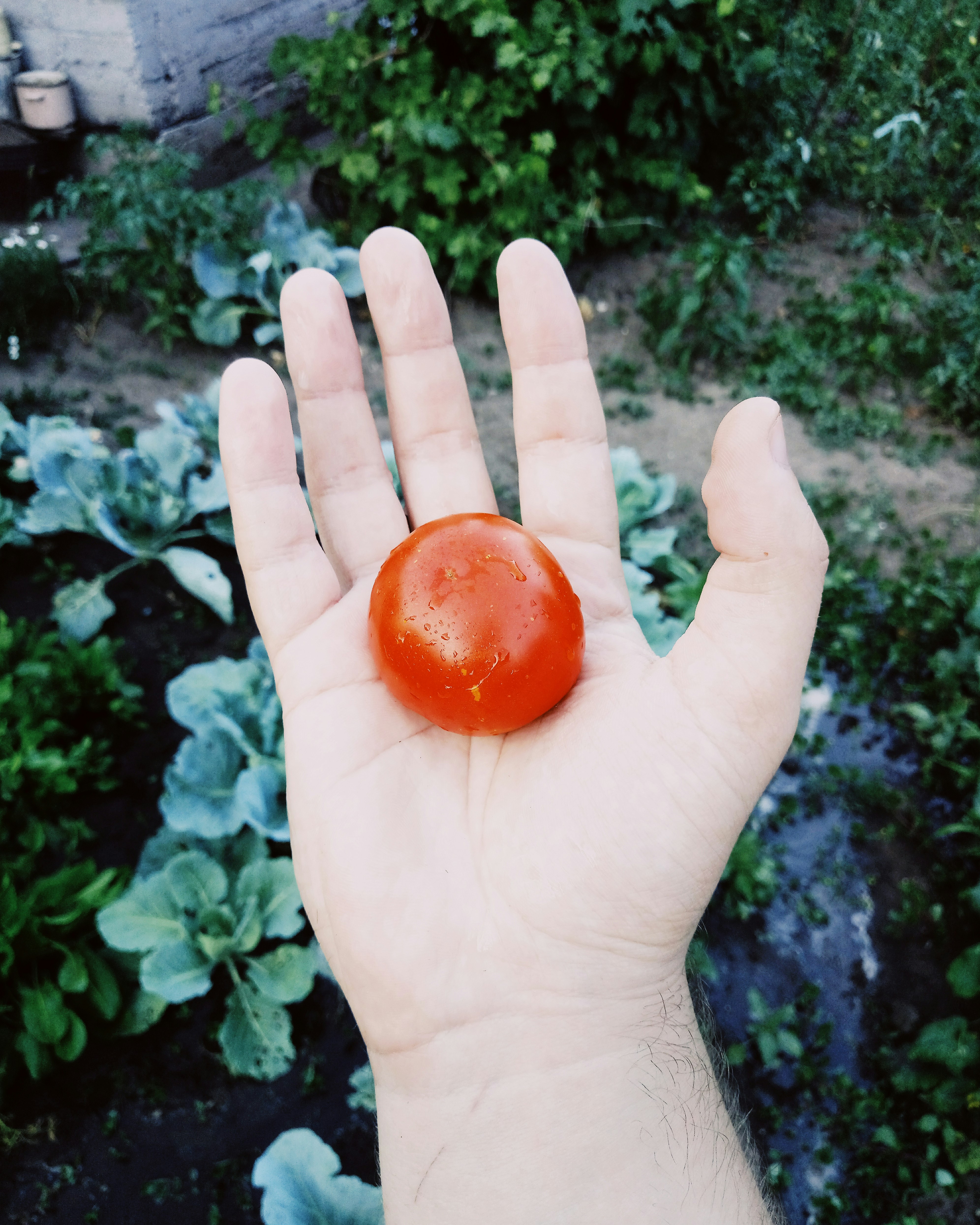 Growing tomatoes in pots: Enjoying the fruits of your labor