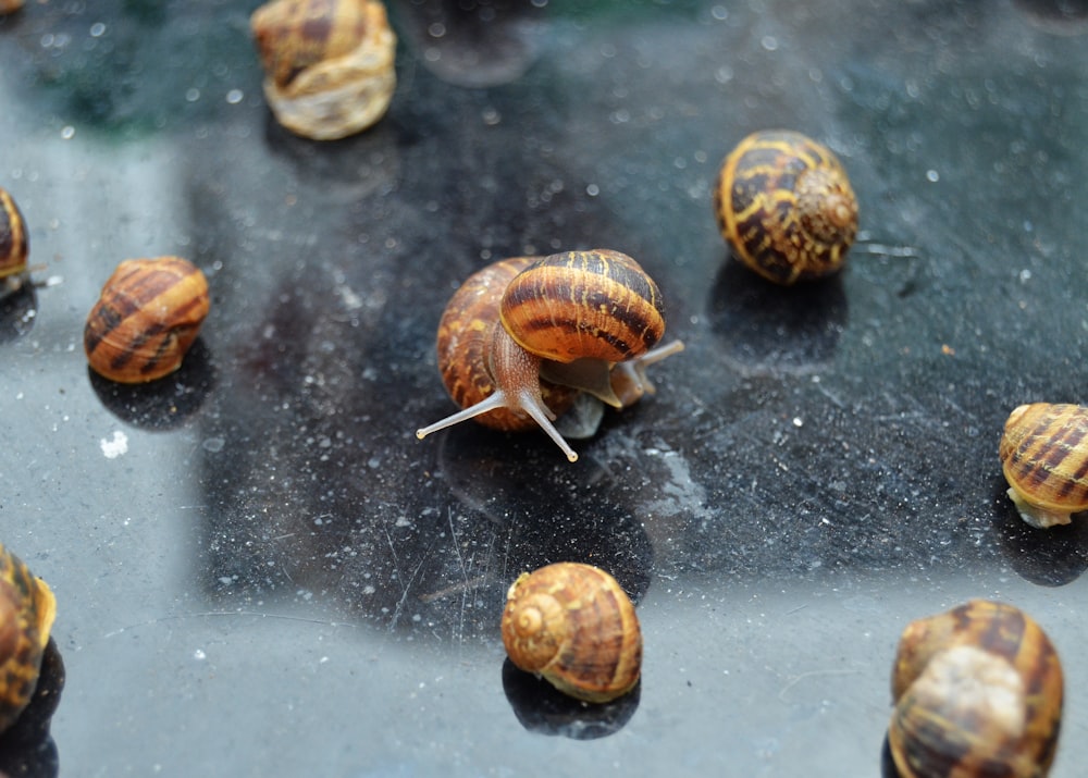 brown-and-black snails
