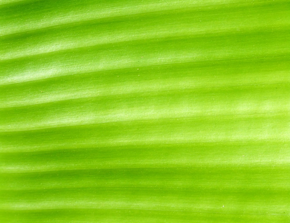 a close up view of a green leaf