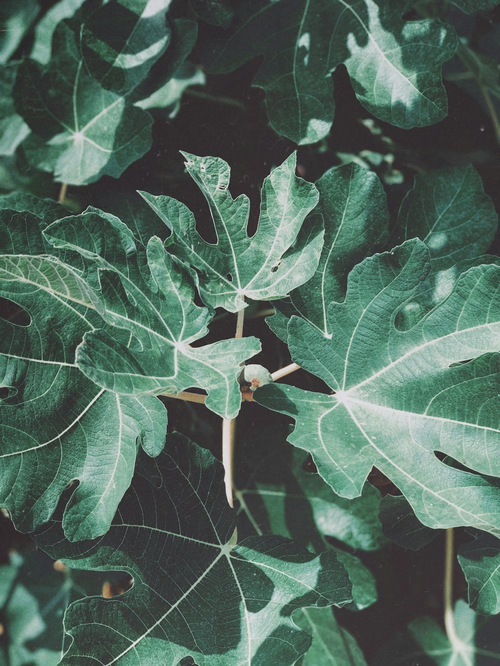 녹색 잎 식물