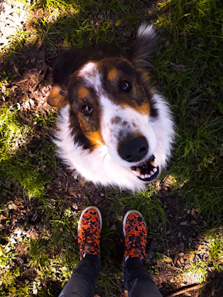 A cheerful team member in a colapaw uniform happily scooping a sunny backyard with a playful dog nearby.