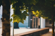 Close-up of textured bark and delicate leaves framing a minimalist outdoor seating area.