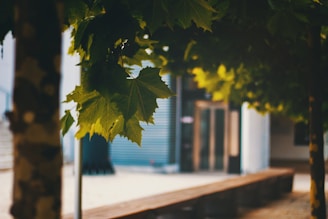 Close-up of textured bark and delicate leaves framing a minimalist outdoor seating area.