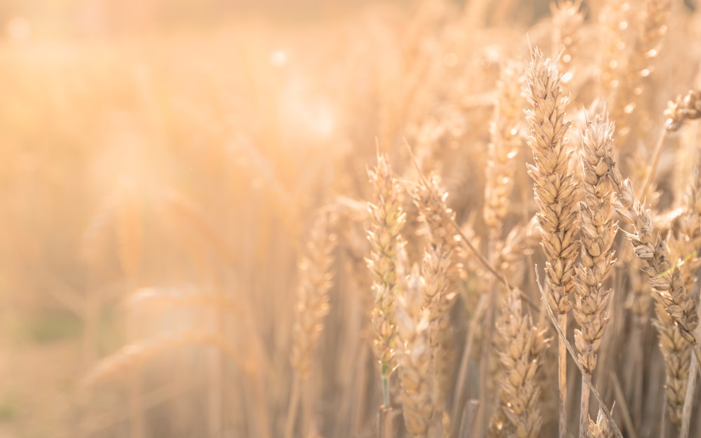 selective photo of brown wheat