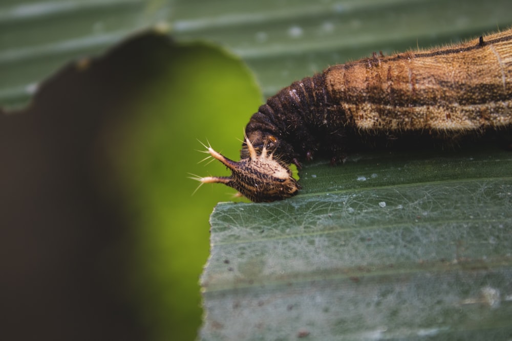 Marco Fotografie von Brown Worm