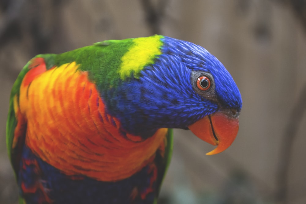 uccello blu, verde e arancione