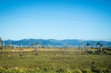 Wide-open pastures dotted with grazing horses under a clear blue sky.