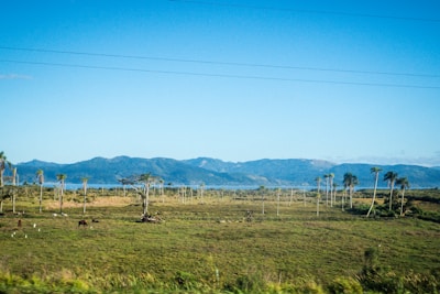 Wide-open pastures dotted with grazing horses under a clear blue sky.