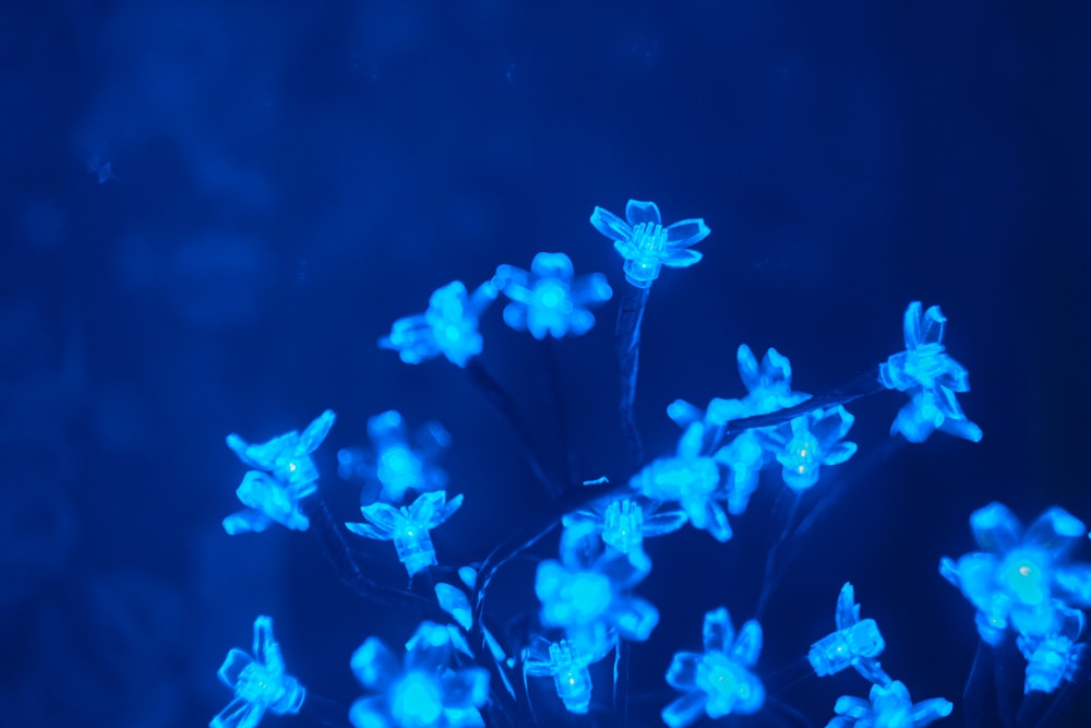 fleurs incrustées dans la photo bleue