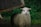 A sheep with long, curly wool stands on grassy ground near an old wooden cart. The background is lush with green grass, providing a rustic and serene setting.