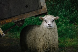 A sheep with long, curly wool stands on grassy ground near an old wooden cart. The background is lush with green grass, providing a rustic and serene setting.