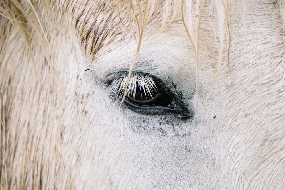 focus photography of horse eye