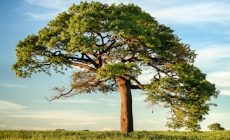 green leaf tree under blue sky