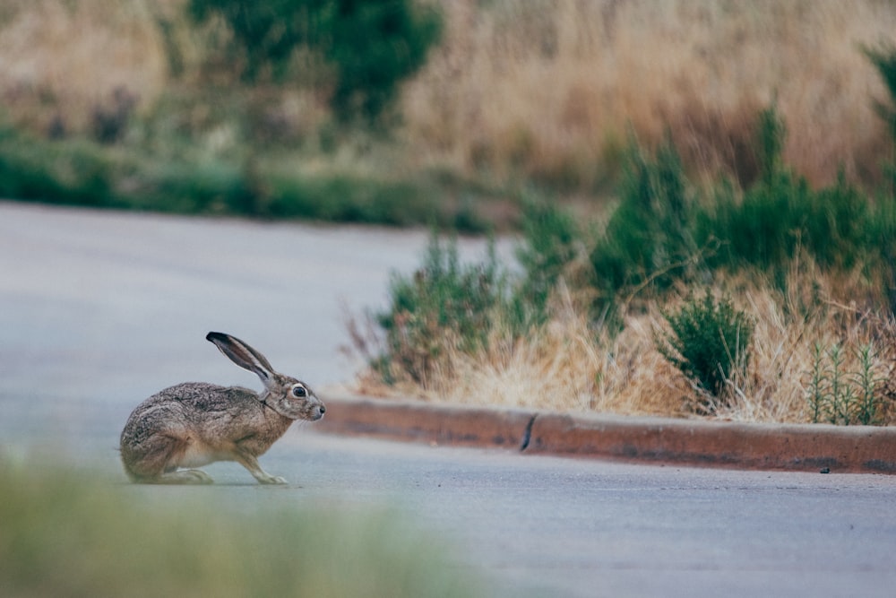 Foto de enfoque selectivo de conejo marrón y negro en camino gris cerca de hierba verde