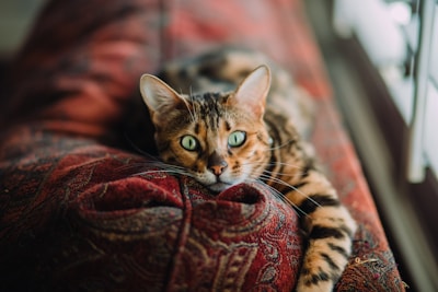 short-fur orange and black cat